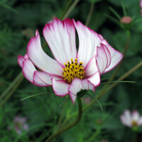 Bicolour Cosmos Sensation Candy Stripe (Cosmos...