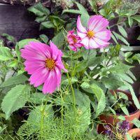 Bicolour Cosmos Sensation Candy Stripe (Cosmos bipinnatus) seeds