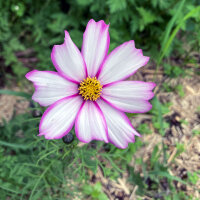 Bicolour Cosmos Sensation Candy Stripe (Cosmos bipinnatus) seeds