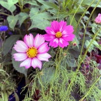 Bicolour Cosmos Sensation Candy Stripe (Cosmos bipinnatus) seeds