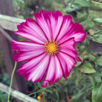 Bicolour Cosmos Sensation Candy Stripe (Cosmos bipinnatus) seeds