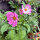 Bicolour Cosmos Sensation Candy Stripe (Cosmos bipinnatus) seeds