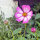 Bicolour Cosmos Sensation Candy Stripe (Cosmos bipinnatus) seeds