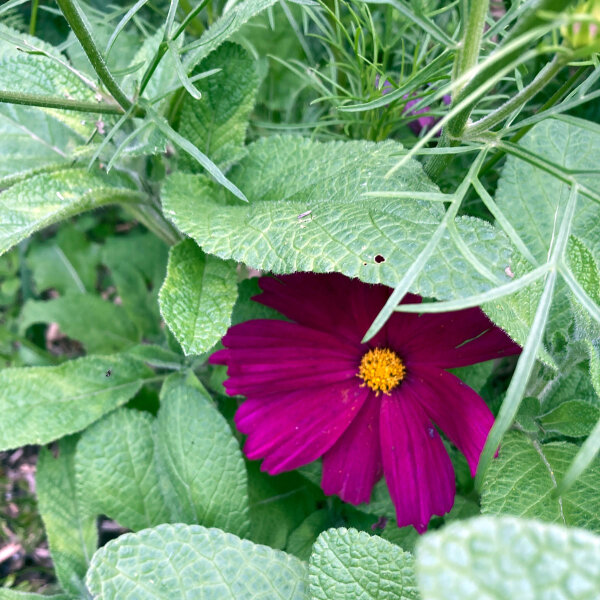 Crimson Cosmos Sensation Dazzler (Cosmos bipinnatus) seeds