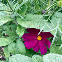 Crimson Cosmos Sensation Dazzler (Cosmos bipinnatus) seeds