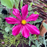 Crimson Cosmos Sensation Dazzler (Cosmos bipinnatus) seeds