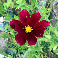 Crimson Cosmos Sensation Dazzler (Cosmos bipinnatus) seeds