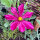 Crimson Cosmos Sensation Dazzler (Cosmos bipinnatus) seeds