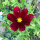 Crimson Cosmos Sensation Dazzler (Cosmos bipinnatus) seeds