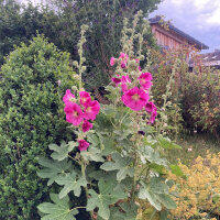 Hollyhock Mix (Alcea rosea) seeds
