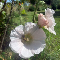 Hollyhock Mix (Alcea rosea) seeds