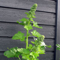 Hollyhock Mix (Alcea rosea) seeds