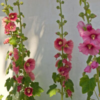 Hollyhock Mix (Alcea rosea) seeds