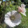 Hollyhock Mix (Alcea rosea) seeds