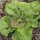 Lettuce May Queen (Lactuca sativa) organic seeds