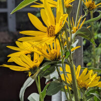 Maximilian Sunflower (Helianthus maximiliani) seeds