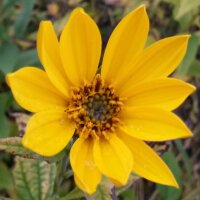 Maximilian Sunflower (Helianthus maximiliani)