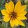 Maximilian Sunflower (Helianthus maximiliani) seeds