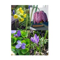 Early Spring Flowers - Seed kit gift box