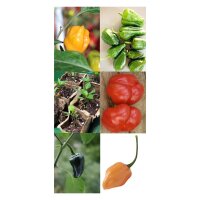 Mild Aromatic Chilli Peppers - Seed Kit Gift Box