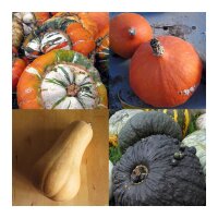 Pumpkins, Gourds & Squashes - seed kit gift box