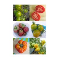 Colourful Heirloom Tomato Varieties - Seed kit gift box