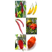 Chili Pepper Classics - Seed kit gift box