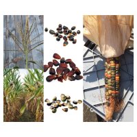 Native American Sweet Corn/ Maize - Seed kit gift box