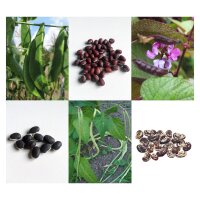 Exotic Beans - Seed kit gift box