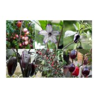 Purple & Black Chili Peppers - Seed Kit Gift Box