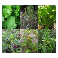 Great Mixology Cocktail Herbs - Seed kit gift box