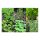 Herbs Of French Cuisine - Seed kit gift box