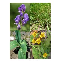 Alpine Plant Varieties - Seed kit gift box