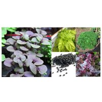 Basil Diversity - Seed kit gift box