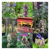 Honeybee Meadow - Seed kit gift box