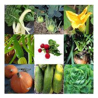 Vegetable Variety (Organic) - Seed kit gift box