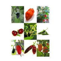 Traditional Mexican Chilli Peppers - Seed kit gift box