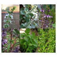 Exotic Basil Varieties - Seed kit gift box