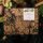 Edible Wild Plants - Seed kit gift box