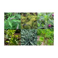 Hildegard of Bingens Monastery Garden - Seed kit gift box