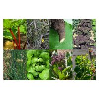Permaculture / Woodland Garden - Seed kit gift box