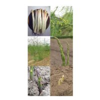 Asparagus Varieties - Seed kit gift box