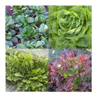 Vitamin-Rich Lettuce Varieties - Seed Kit Gift Box