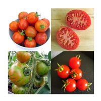 Old Tomato Varieties - Seed kit gift box