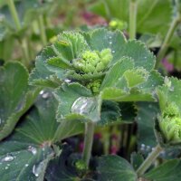 Ladys Mantle (Alchemilla xanthochlora) seeds