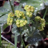 Ladys Mantle (Alchemilla xanthochlora) seeds