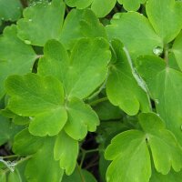 Common Columbine (Aquilegia vulgaris) seeds