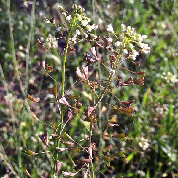 Capsella bursa-pastoris (Shepherd's-purse)