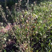 Shepherds Purse (Capsella bursa-pastoris) seeds