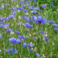 Cornflower (Centaurea cyanus) seeds